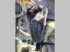 Fiat Hitachi D 180 PS Foto 23 thumbnail