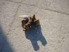 Giunto Rotante per Fiat Allis FL5B E APRIPISTA FD5 Foto 2 thumbnail