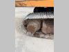 Fiat Hitachi FH 200 E Foto 5 thumbnail