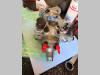 Stanadyne Db4427-5161 Foto 3 thumbnail