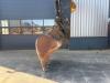 Caterpillar 325 F LCR Foto 9 thumbnail