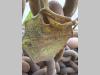 Catene / Catenarie Foto 3 thumbnail