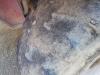 Manitou MRT1530 Foto 11 thumbnail