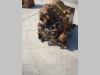 Trasmissione per Fiat Allis FL10C Foto 6 thumbnail