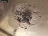 Schmitz SCB*S3B 3 axles Meat Fleisch Doppelverdampfer Foto 30 thumbnail