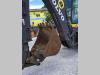 Volvo BL71 Foto 17 thumbnail