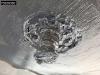Krone SD 3 axles Foto 28 thumbnail