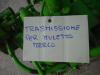 Trasmissione per Merlo GX097A GRU Foto 5 thumbnail