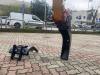 Kato HD 12 VXE con Benna TRINCEA SBK STREET BUCKET Foto 9 thumbnail