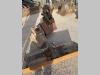 Volvo EC35C Foto 9 thumbnail