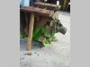 Riduttore di traino per Merlo GX097A GRU Foto 3 thumbnail