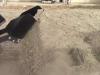 Kato Imer CARRY 107 - BENNA GRIGLIATA IDEALE PULIZIA e MANUTENZIONE SPIAGGE Foto 12 thumbnail