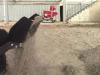 Kato Imer CARRY 107 - BENNA GRIGLIATA IDEALE PULIZIA e MANUTENZIONE SPIAGGE Foto 3 thumbnail