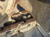 Liebherr R954B HD Foto 17 thumbnail