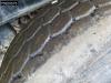 Schmitz SGF*S3 3 axles Lift Axle Cramaro Alcoa Foto 16 thumbnail