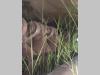 Meccanica Corsetti TRM Foto 10 thumbnail