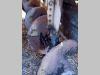 Marini MF691 Foto 5 thumbnail