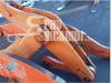 Braccio per pala per Fiat Hitachi W 270 Foto 2 thumbnail